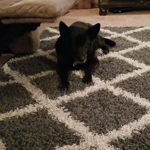 Meet your Posher, Shaun